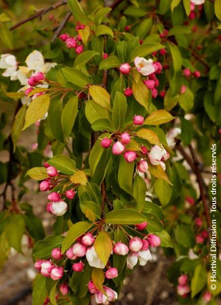 © Hortival Diffusion - Tous droits réservés