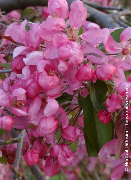 © Hortival Diffusion - Tous droits réservés