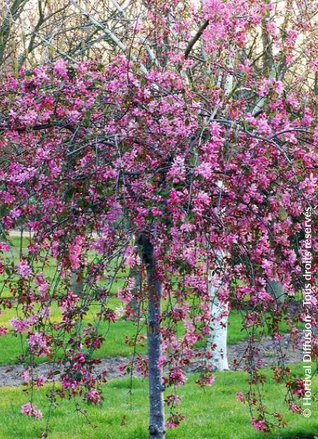 © Hortival Diffusion - Tous droits réservés