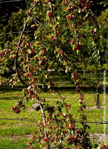 © Hortival Diffusion - Tous droits réservés