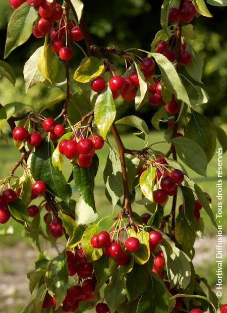 © Hortival Diffusion - Tous droits réservés