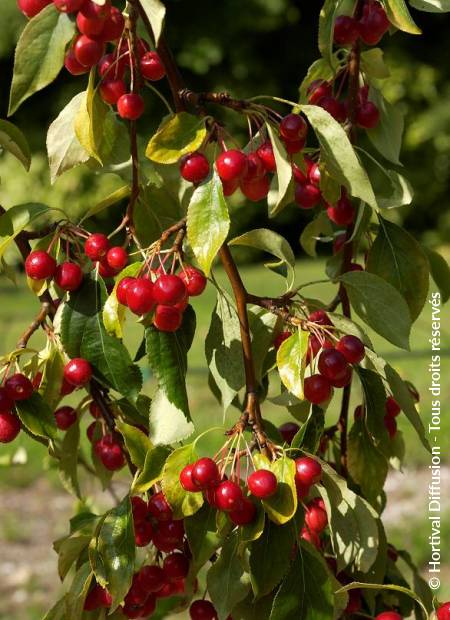 © Hortival Diffusion - Tous droits réservés