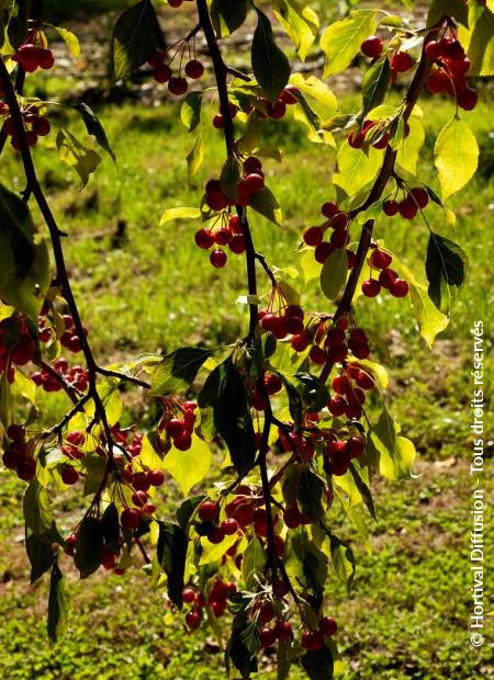 © Hortival Diffusion - Tous droits réservés