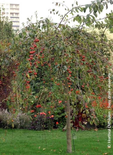 © Hortival Diffusion - Tous droits réservés