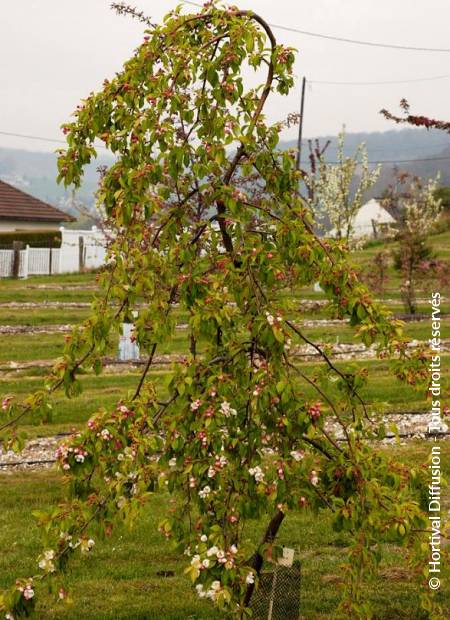 © Hortival Diffusion - Tous droits réservés