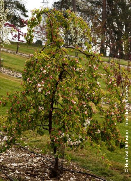 © Hortival Diffusion - Tous droits réservés