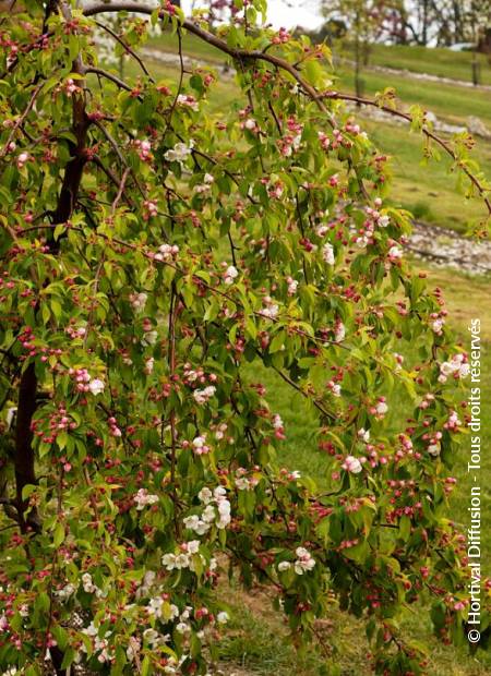 © Hortival Diffusion - Tous droits réservés