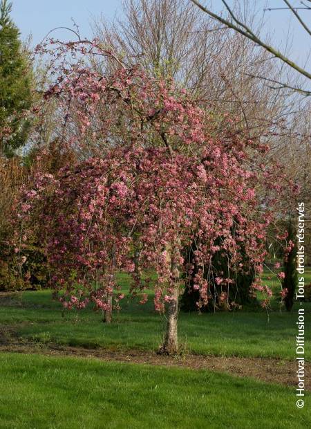 © Hortival Diffusion - Tous droits réservés