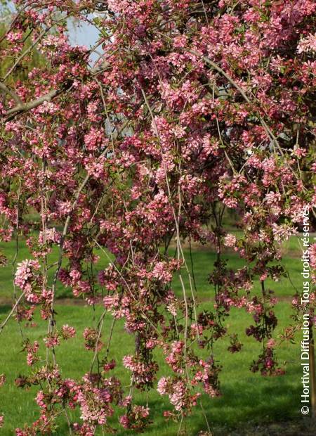 © Hortival Diffusion - Tous droits réservés