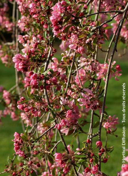 © Hortival Diffusion - Tous droits réservés