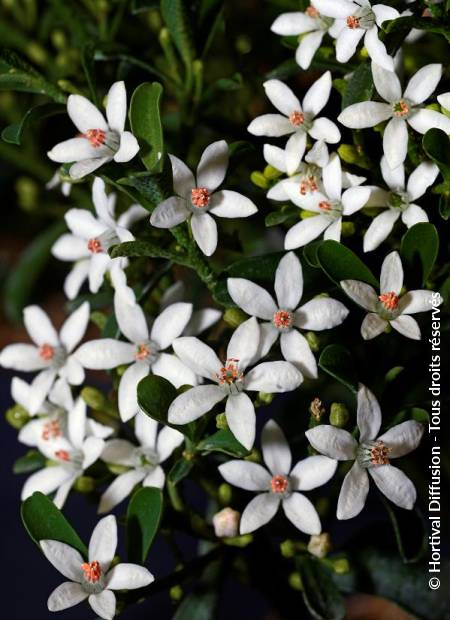 © Hortival Diffusion - Tous droits réservés