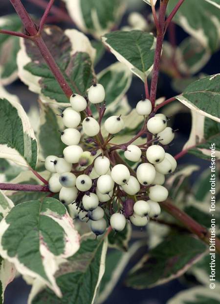 © Hortival Diffusion - Tous droits réservés