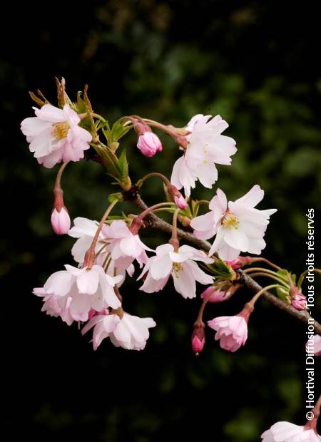 © Hortival Diffusion - Tous droits réservés