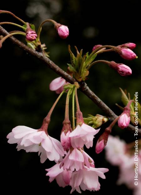 © Hortival Diffusion - Tous droits réservés