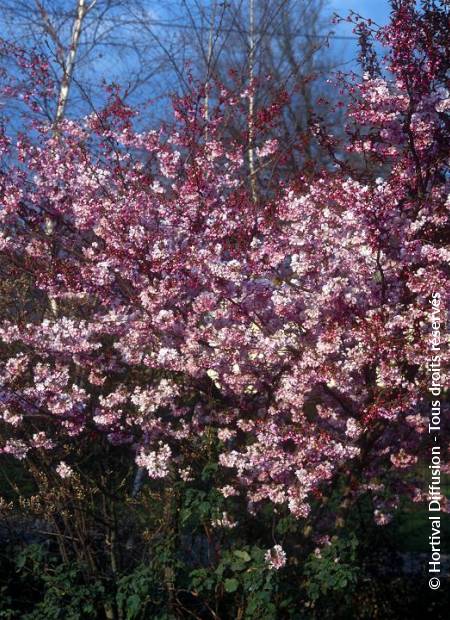 © Hortival Diffusion - Tous droits réservés