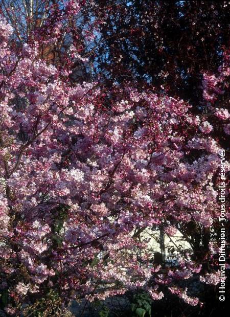 © Hortival Diffusion - Tous droits réservés