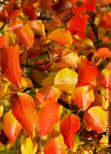 © Hortival Diffusion - Tous droits réservés