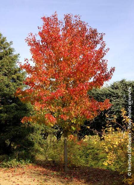 © Hortival Diffusion - Tous droits réservés