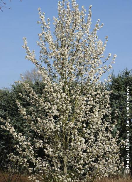 © Hortival Diffusion - Tous droits réservés