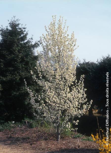 © Hortival Diffusion - Tous droits réservés