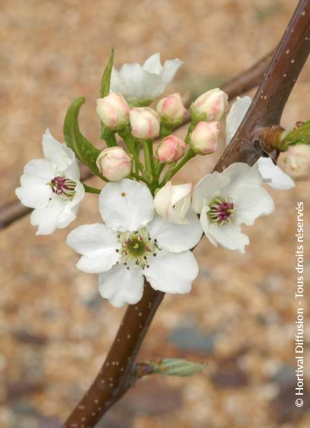 © Hortival Diffusion - Tous droits réservés