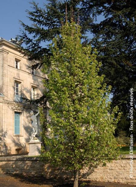 © Hortival Diffusion - Tous droits réservés