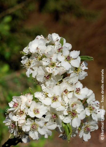 © Hortival Diffusion - Tous droits réservés