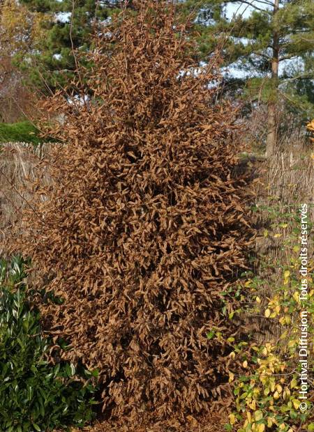 © Hortival Diffusion - Tous droits réservés