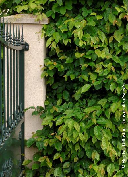 © Hortival Diffusion - Tous droits réservés