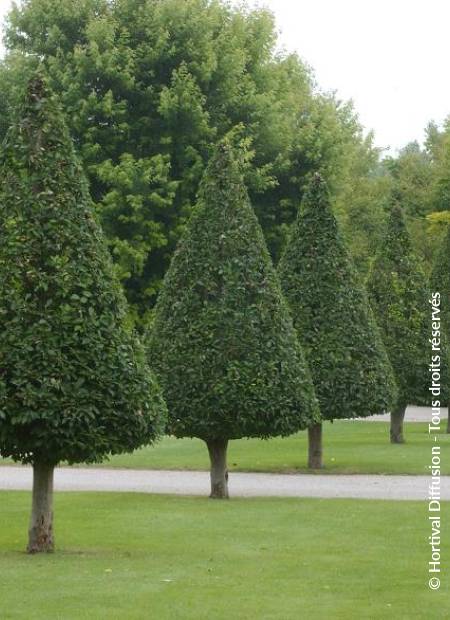 © Hortival Diffusion - Tous droits réservés