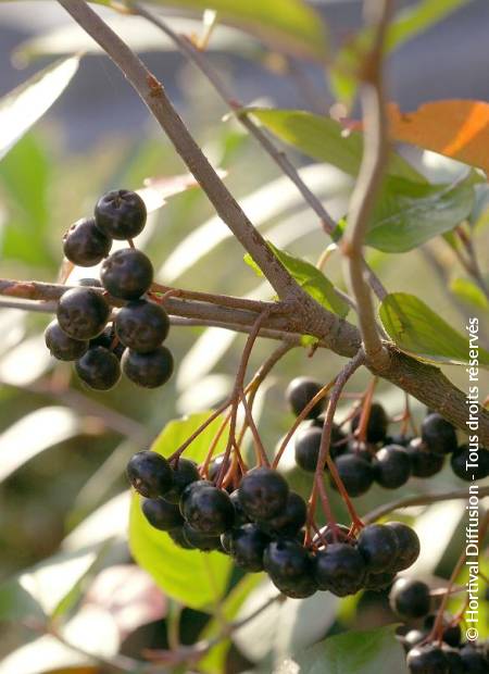 © Hortival Diffusion - Tous droits réservés