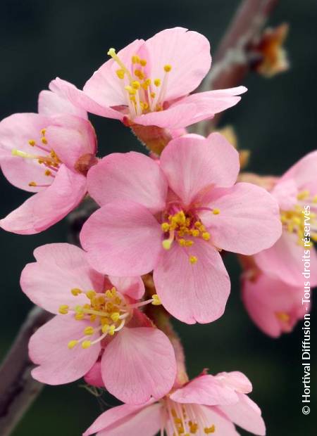 © Hortival Diffusion - Tous droits réservés