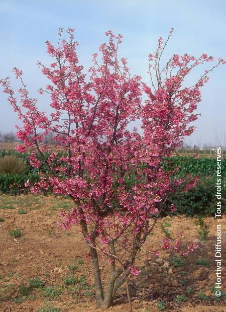 © Hortival Diffusion - Tous droits réservés