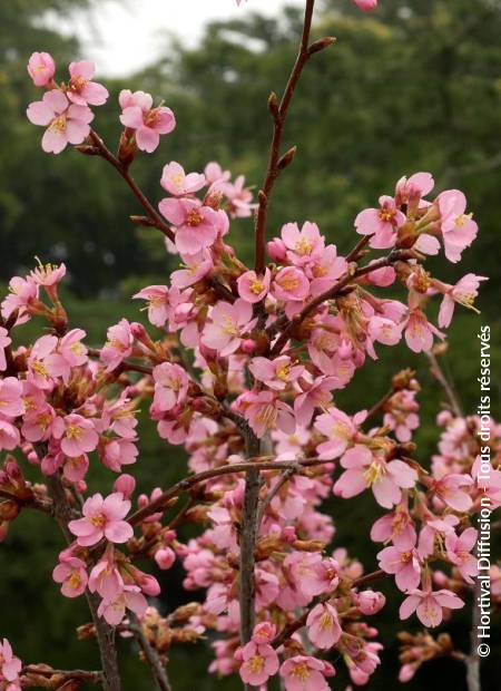 © Hortival Diffusion - Tous droits réservés