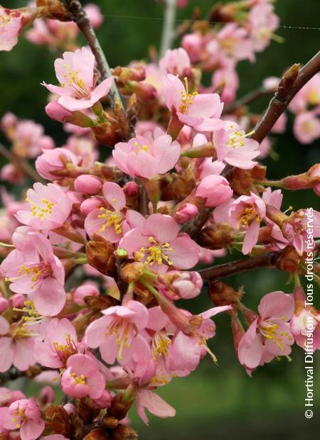 © Hortival Diffusion - Tous droits réservés