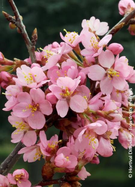 © Hortival Diffusion - Tous droits réservés