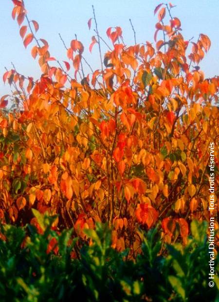 © Hortival Diffusion - Tous droits réservés