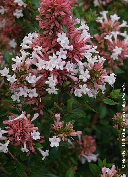 © Hortival Diffusion - Tous droits réservés