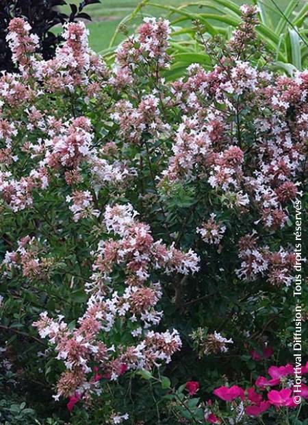 © Hortival Diffusion - Tous droits réservés