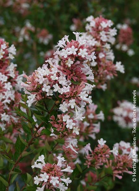 © Hortival Diffusion - Tous droits réservés