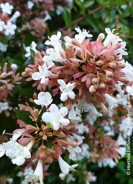 © Hortival Diffusion - Tous droits réservés
