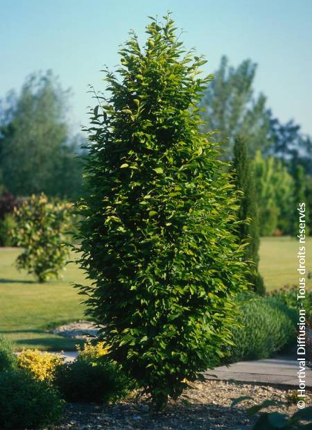 © Hortival Diffusion - Tous droits réservés