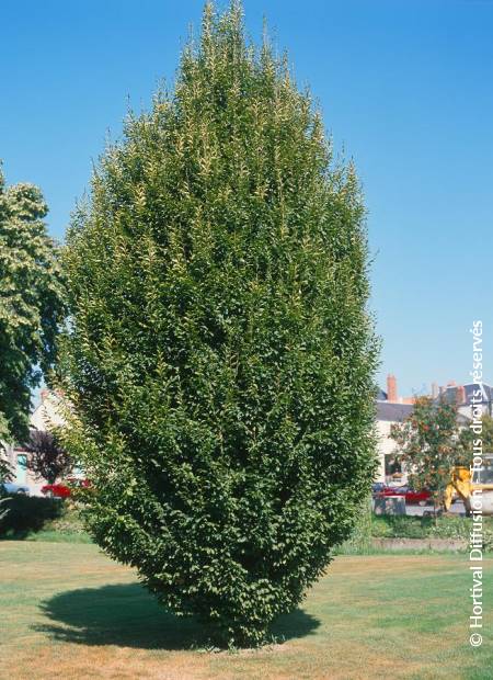 © Hortival Diffusion - Tous droits réservés