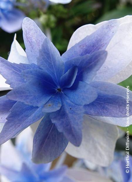 © Hortival Diffusion - Tous droits réservés