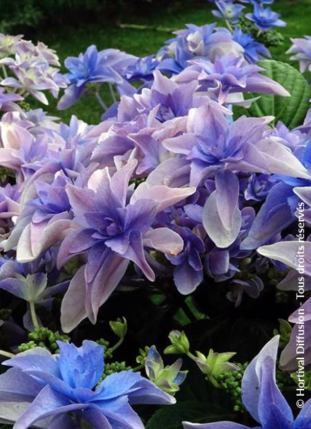 © Hortival Diffusion - Tous droits réservés
