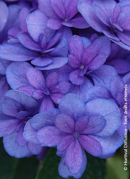 © Hortival Diffusion - Tous droits réservés