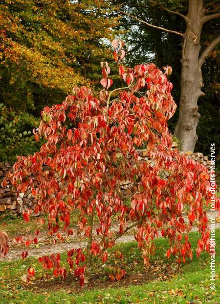 © Hortival Diffusion - Tous droits réservés