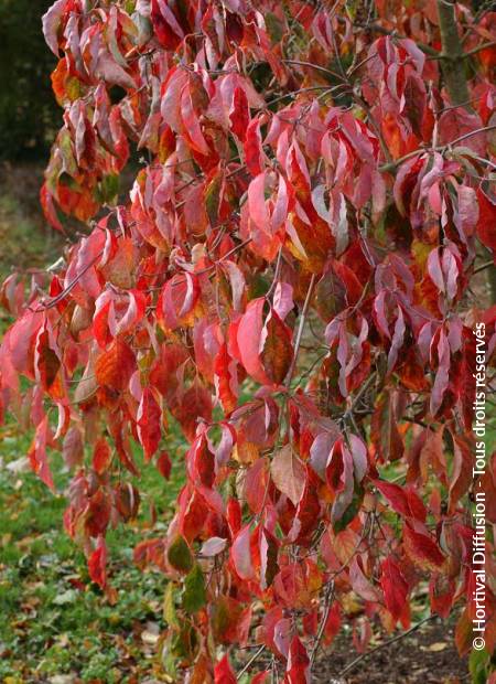 © Hortival Diffusion - Tous droits réservés