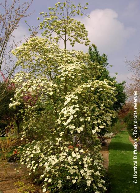 © Hortival Diffusion - Tous droits réservés