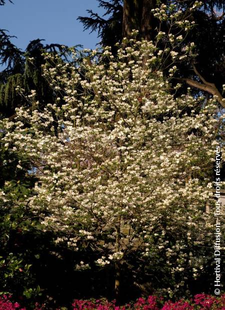 © Hortival Diffusion - Tous droits réservés